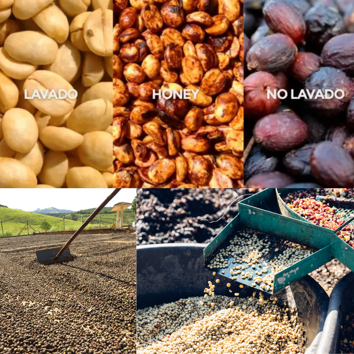 Fermentación y lavado